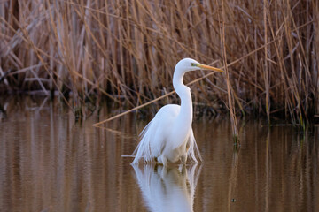 The great egret - Ardea alba in the swamp