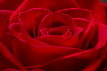 Red rose with drops falling slowly