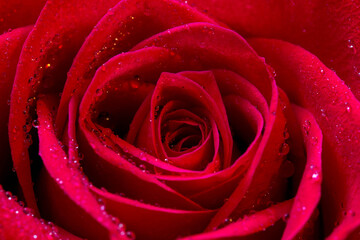 Red rose with drops falling slowly