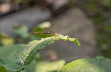 Colorful dragonfly sitting on a leaf in the garden