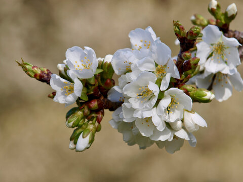 Cherry Tree - Blossom in Spring