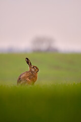 Brown hare - Lepus europaeus sitting on the field