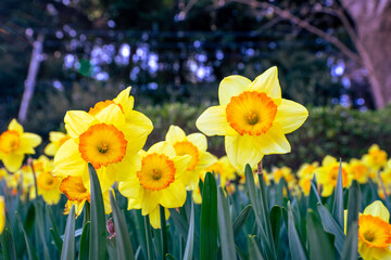 満開に咲いた水仙が有る公園