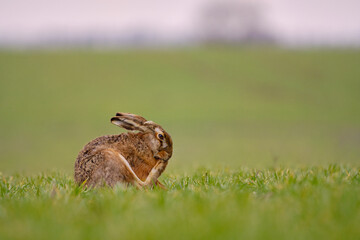 European hare (Lepus europaeus) , foot care , scratching , itch