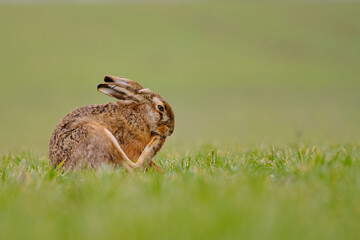 European hare (Lepus europaeus) , foot care , scratching , itch