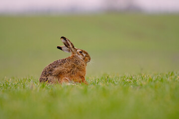 Brown hare - Lepus europaeus sitting on the field