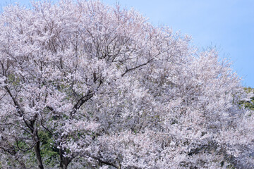 満開の桜