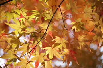 Autumn
