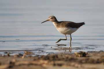 Green Sandpiper - small shorebird on lake shore