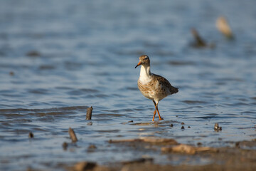 Ruff - Calidris pugnax - wading bird on the lake