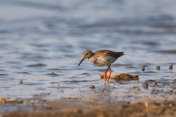 Common redshank - Tringa totanus - shorebird