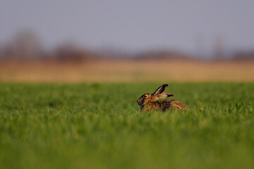 Brown hare - Lepus europaeus on the field
