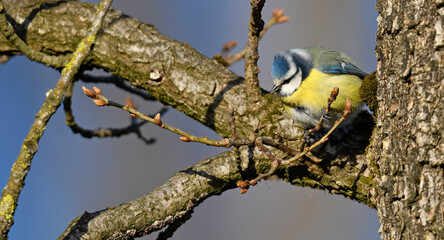 Blaumeise // Blue tit, Eurasian blue tit (Cyanistes caeruleus) © bennytrapp