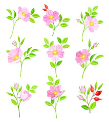 Rosa Canina or Dog Rose with Pale Pink Flowers and Red Rose Hips Vector Set