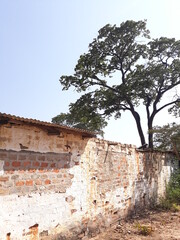 old brick wall with large tree behind