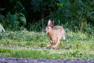 	
Wildkaninchen in urbaner Umgebung	
