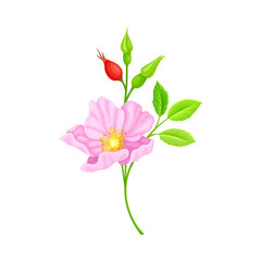 Tender Pink Flowers of Rosa Canina or Dog Rose Plant Specie with Mature Red Rose Hips Vector Illustration