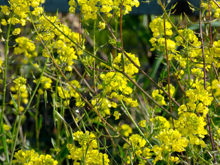 Wild flowers and herbs