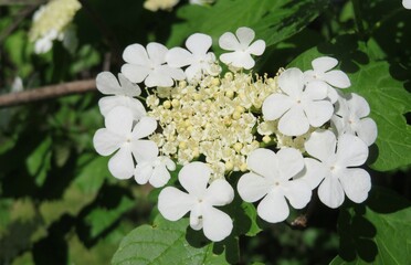 Beautiful white viburnum flowers in the garden in spring, closeup