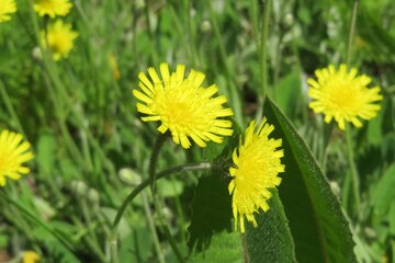 Yellow hieracium flowers in the meadow on natural green background, closeup