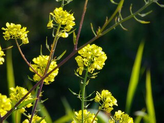 Wild flowers and herbs