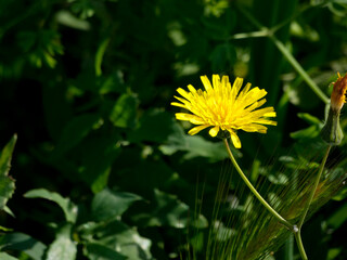 Wild flowers and herbs