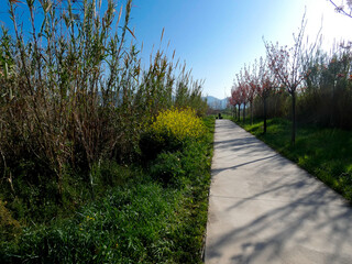 Colors surrounding a country road in springtime