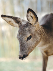 Naklejka na ściany i meble deer portrait, close up deer fawn photo