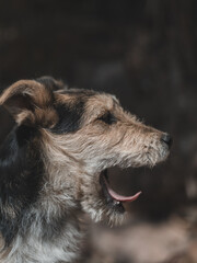 Yawning cute dog. Stray dog exhausted. 