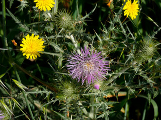 Wild flowers and herbs