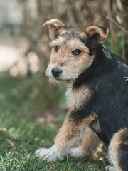 Stray dog outdoor. Cute dog puppy.