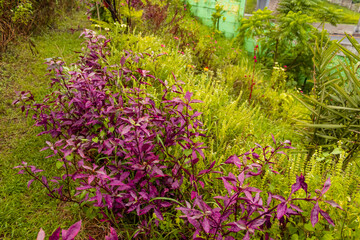 Yellowish green and purple plants 
