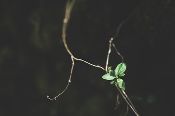 Green plants hanging with a black background