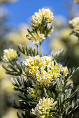 Macrophotographie de fleur sauvage - Barbe de Jupiter - Anthyllis barba-jovis