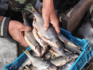 The fisherman holds in his hands dried fish, dried and caught on winter fishing.A useful natural...
