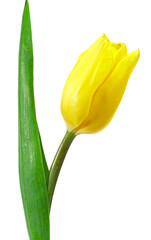 yellow tulip isolated on white background. clipping path