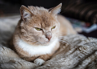 Obraz na płótnie Canvas beautiful rusty cat sleeps on a decker