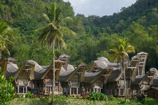 Scenic landscape view of Kete Kesu village with group of tongkonan or traditional houses, near Rantepao, Tana Toraja, South Sulawesi, Indonesia