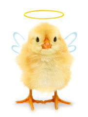 Cute cool chick angel with aureole halo and wings, funny conceptual image