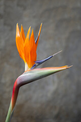 Obraz premium bird of paradise plant isolated from a stone background, Strelitzia reginae, selective focus