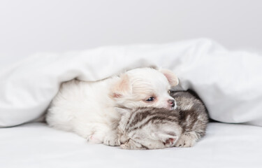 Fototapeta na wymiar Chihuahua puppy and tabby kitten sleep together under white warm blanket on a bed at home