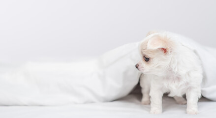 Chihuahua puppy stands  under white warm blanket on a bed at home and looks away on empty space
