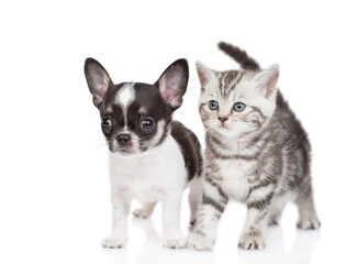 Tiny chihuahua puppy and tabby kitten stand together. isolated on white background