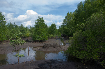 Fototapeta na wymiar river in the forest mangrove