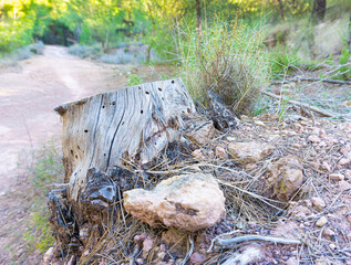 Tree stump at the mountain