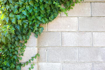 The gray brick wall is covered with green decorative ivy. Natural background, stone fence