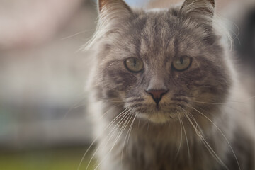 Portrait of young gray fluffy cat is playing in the garden, exploring through the grass.