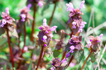 Magenta colored growing spring wildflowers . Springtime wild flowers
