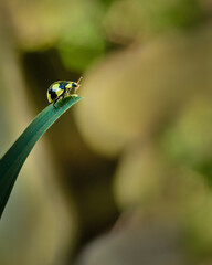 Yellow ladybug with black spots on its back crawling up the leaf, out of focus dreamy green background. Vertical format.