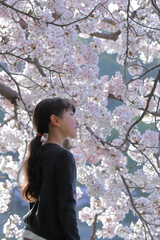  満開の桜を眺める少女